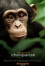Pôster Chimpanzés