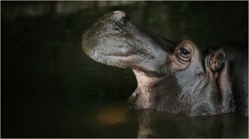 Imagem 2 do filme A Vida Privada dos Hipopótamos