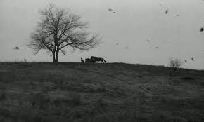 Imagem 5 do filme O Cavalo de Turim