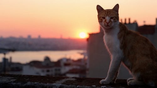 Imagem 2 do filme Gatos