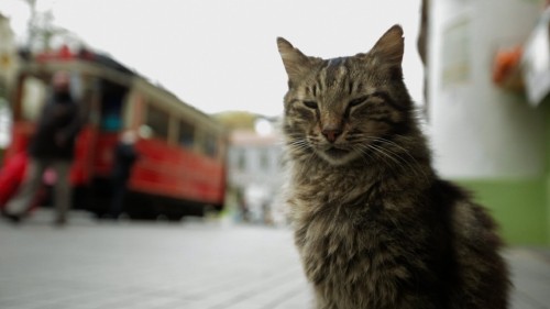 Imagem 4 do filme Gatos