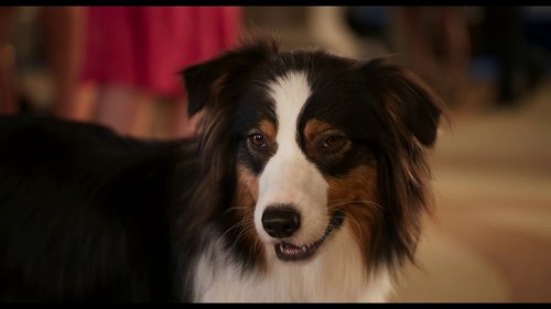 Imagem 5 do filme Show Dogs - O Agente Canino