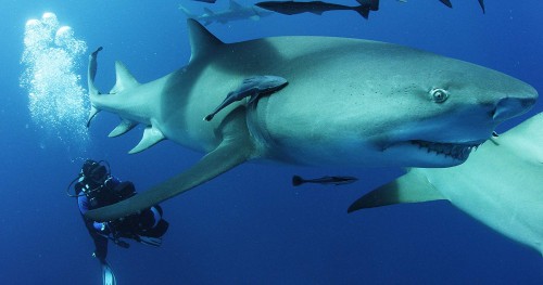 Imagem 3 do filme  Extinção dos Tubarões