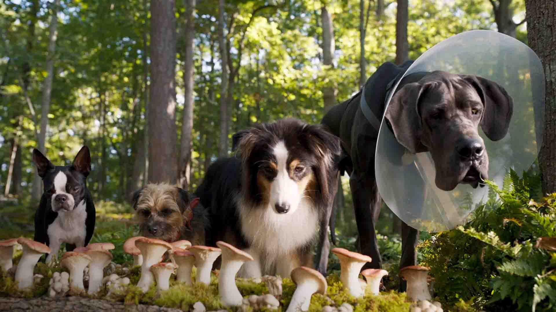 Imagem 1 do filme Ruim pra Cachorro