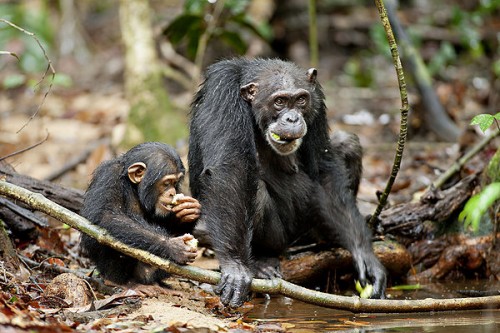 Imagem 3 do filme Chimpanzé