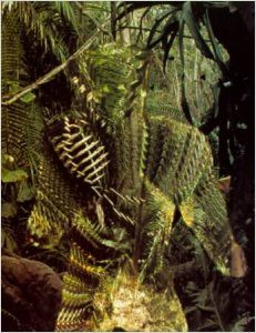 Imagem 3 do filme O Predador