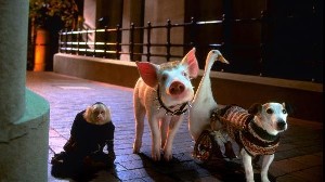 Imagem 1 do filme Babe - O Porquinho Atrapalhado na Cidade