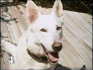 Imagem 2 do filme Cão Branco