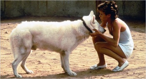 Imagem 4 do filme Cão Branco