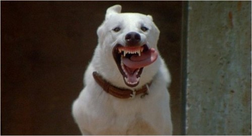 Imagem 5 do filme Cão Branco