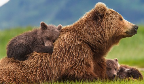 Imagem 4 do filme Ursos