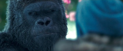 Imagem 3 do filme Planeta dos Macacos: A Guerra