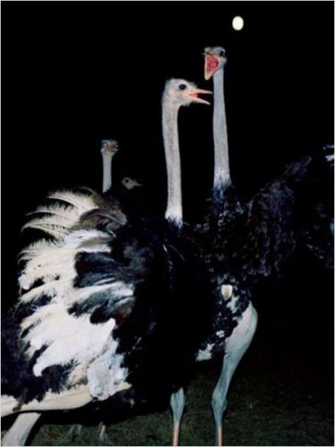 Imagem 2 do filme Campo de Flamingos Sem Flamingos