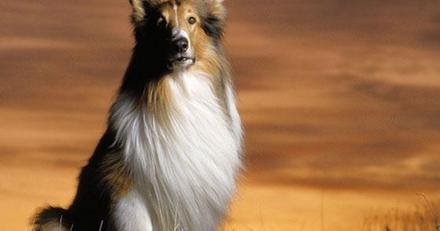 Lassie – A Magia de Lassie (1978)